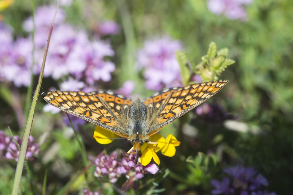 Conferma ID Euphydryas provincialis - 2